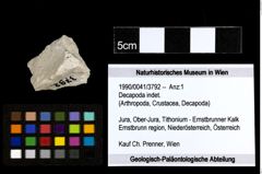Foto (Objekt + Etiketten) von Decapoda indet. 